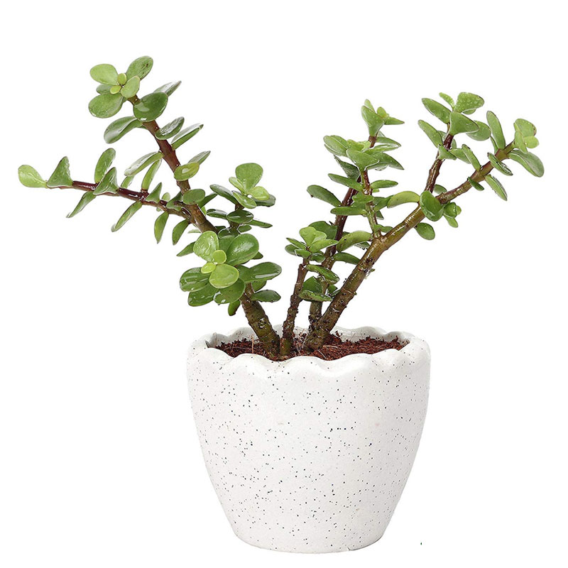 Jade Bonsai Lucky Jade in Classic Ceramic Planters